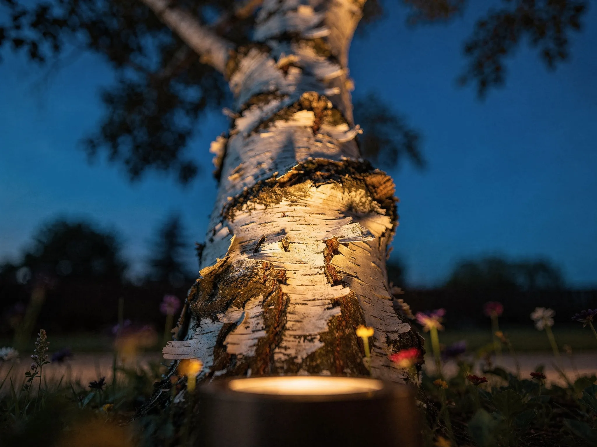 Warm 2700K uplighting brings out every ribbon of birch bark against the deepening Colorado sky.